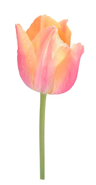 Tulip — Stok Foto