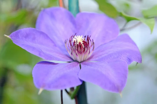 Clematis — Stock Photo, Image