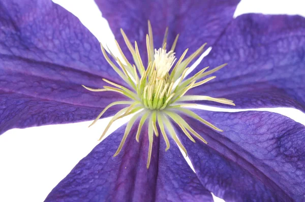 Clematis květina — Stock fotografie