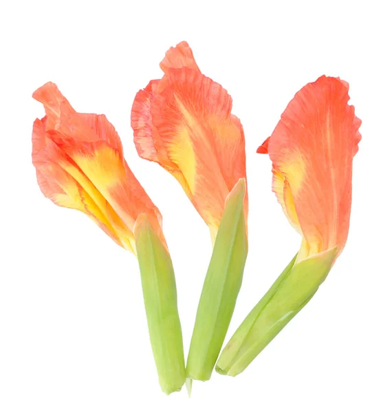 Orange gladiolus — Stock Photo, Image