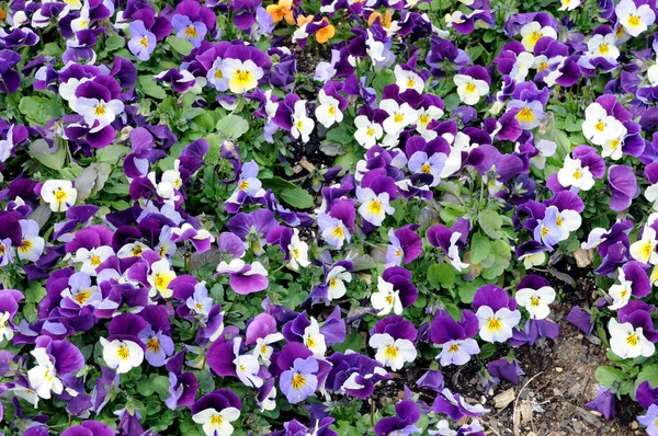 Pansy blomster – stockfoto