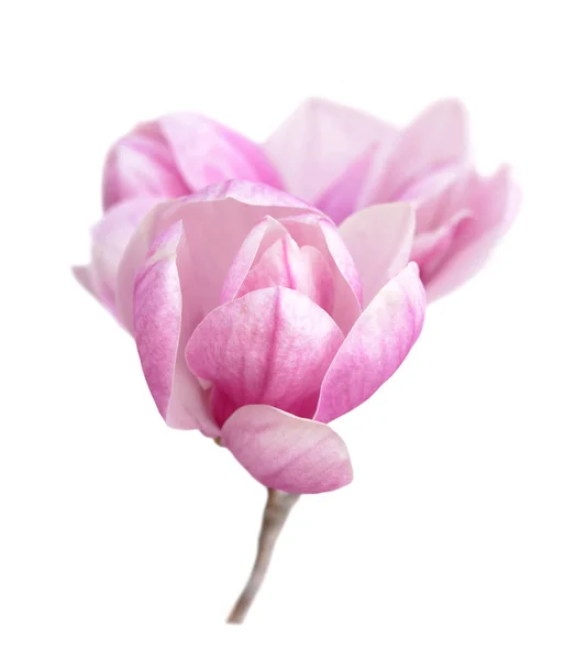 Rosa magnolia blomma — Stockfoto