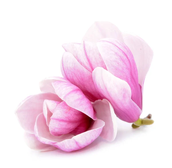 Fiore di magnolia rosa — Foto Stock