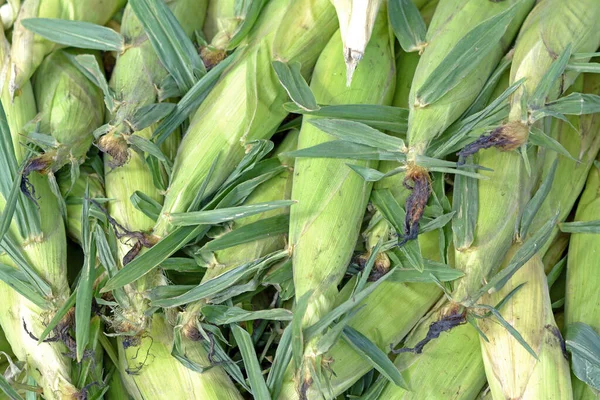 Кукурузы — стоковое фото