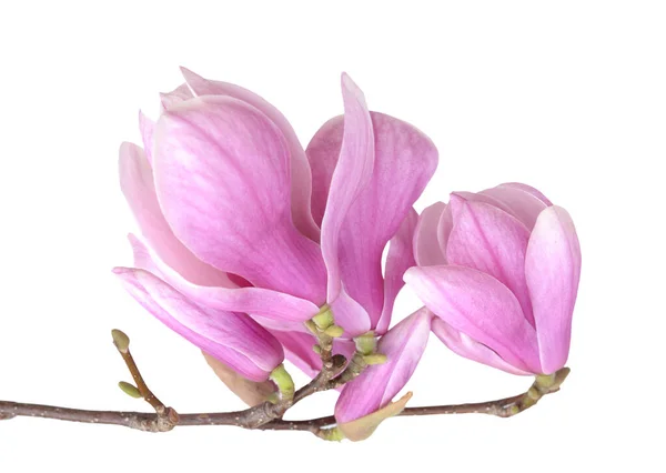 Pink magnolia — Stock Photo, Image