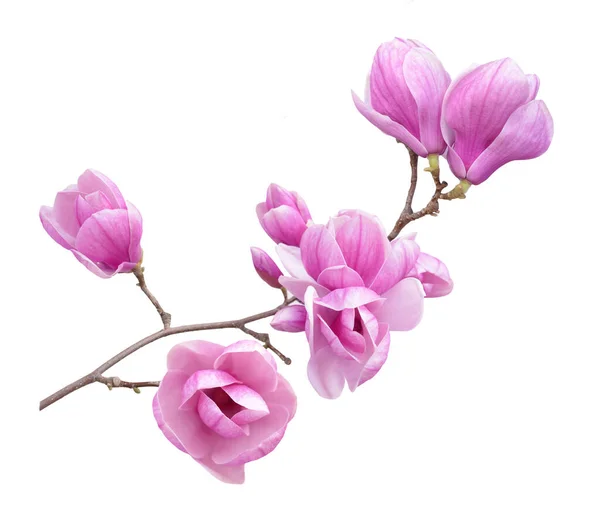 Magnolienblüte — Stockfoto