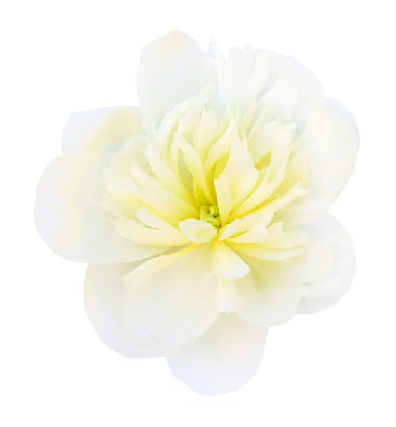 Biały Piękny Kwiat Piwonii Izolowane Białym Tle — Zdjęcie stockowe