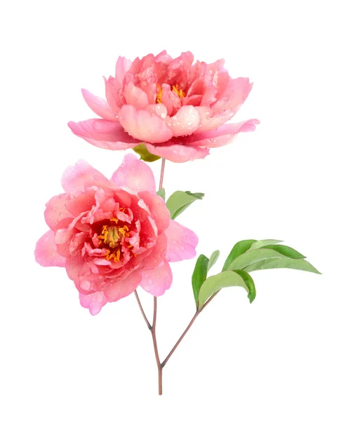 Rosa pion — Stockfoto