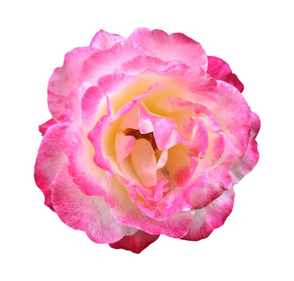 Tête de rose — Photo