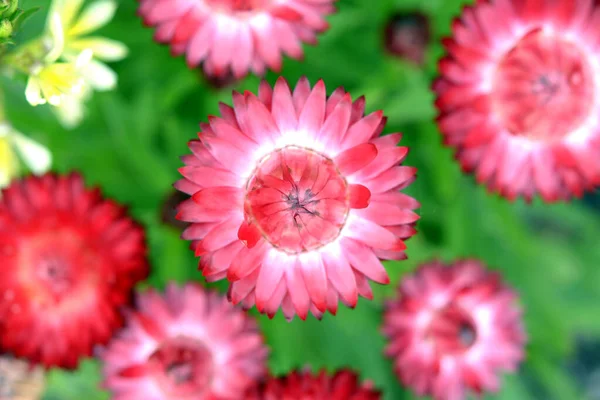 Квітка Helichrtsum bracteum — стокове фото