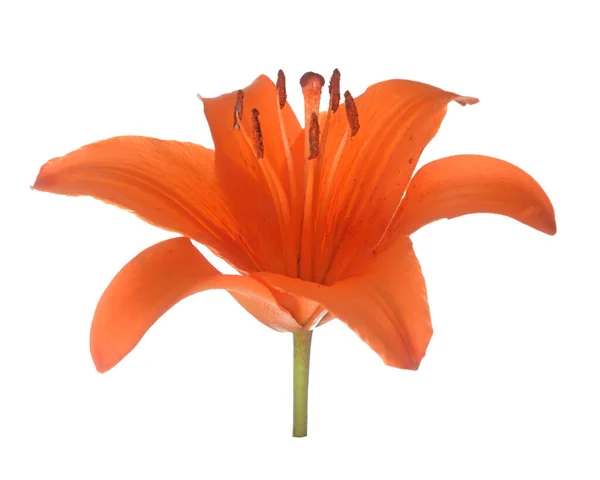 Bunga lili oranye — Stok Foto