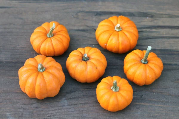 giant pumpkin