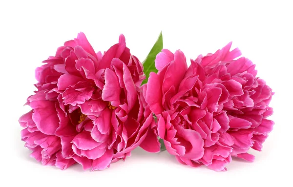 マゼンタ牡丹の花 — ストック写真