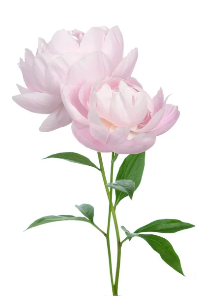 Peony flower — Stock Photo, Image