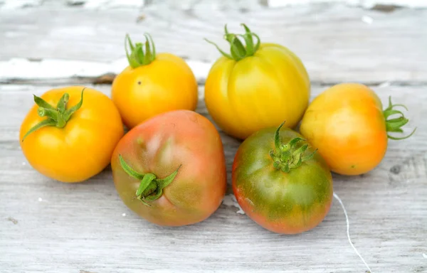 Bio-Tomate — Stockfoto