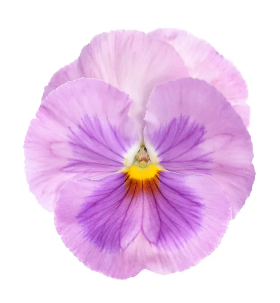 Puttana viola — Foto Stock