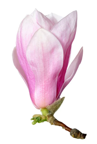 ピンクのマグノリア — ストック写真