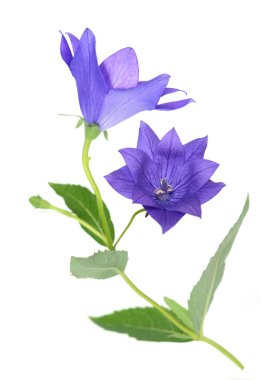 Platycodon Grandiflorus