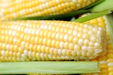  Taze tatlı mısır