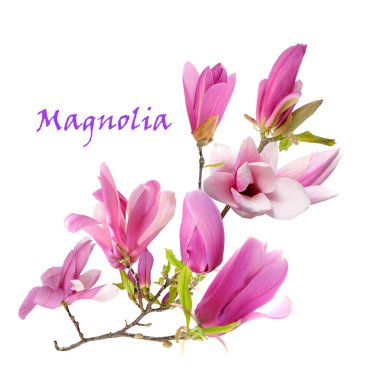 pembe Manolya