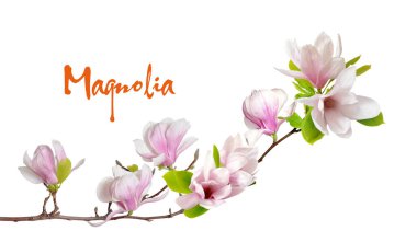 pembe Manolya çiçek 