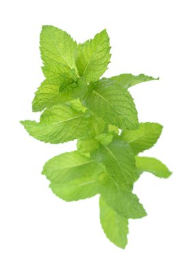  Yeşil nane