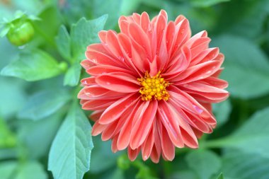 güzel yıldız çiçeği