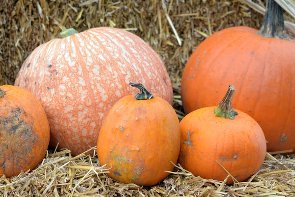 Pumpkin patch — Stock Photo, Image