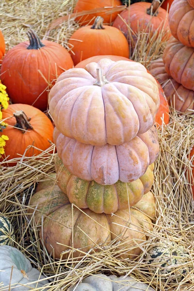 Pila de calabaza de cuento de hadas —  Fotos de Stock