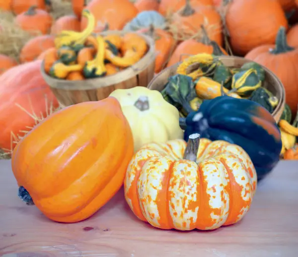 Calabaza y calabaza lleno de baches — Foto de Stock