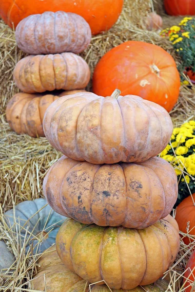 Pila de calabaza de cuento de hadas —  Fotos de Stock