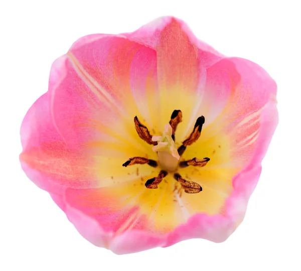 Pink tulip — Stock Photo, Image