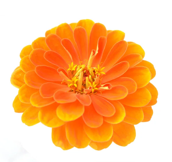 Zinnia naranja — Foto de Stock