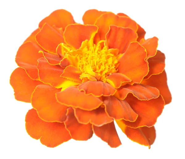 African Marigold — Stockfoto