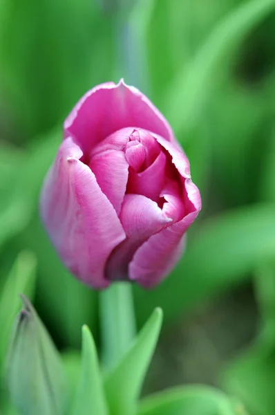 Einzelne lila Tulpe — Stockfoto