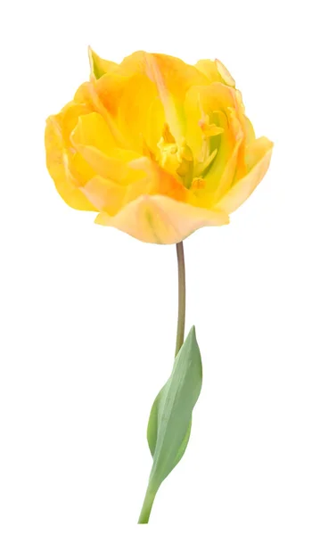 Tulip — Stok Foto