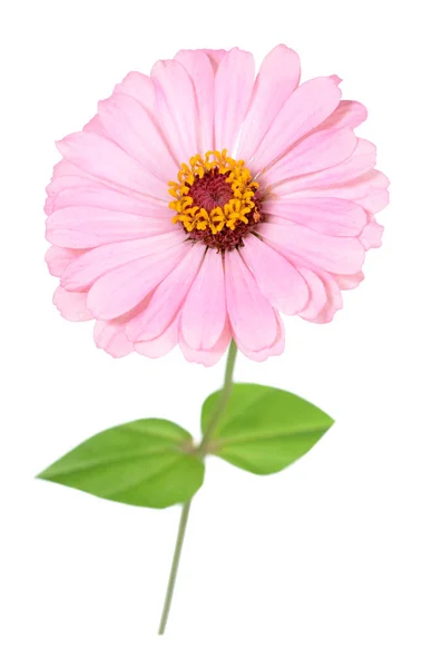 Rosa zinnia flor — Fotografia de Stock