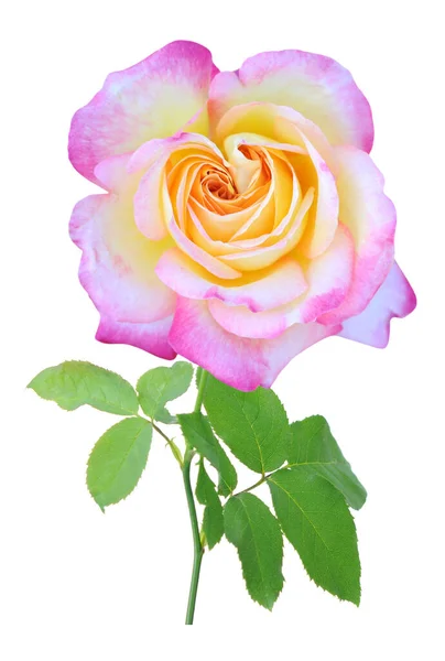 一朵玫瑰 — 图库照片