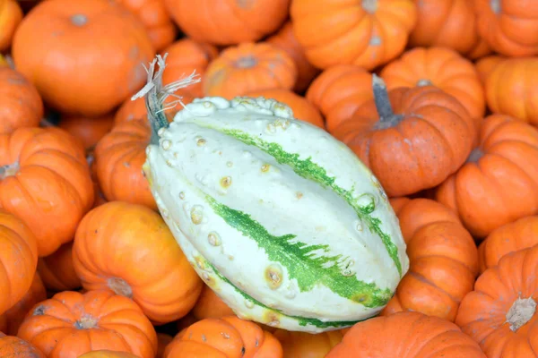 Pumpkin patch — Stockfoto