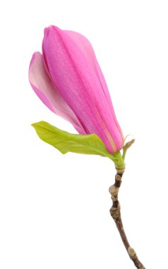 pembe Manolya