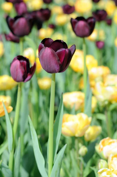 Tulipe hybride — Photo