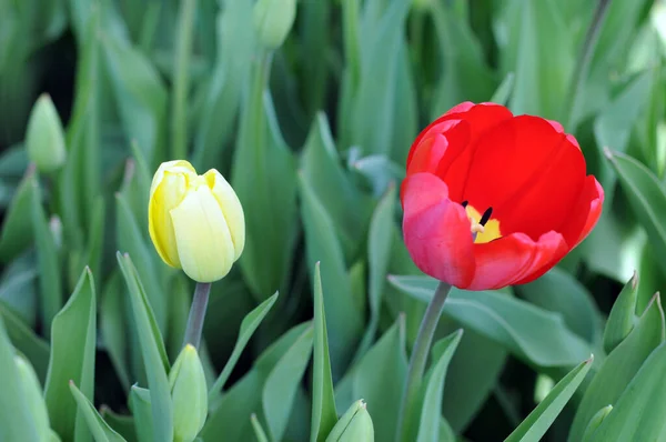 Tulipano tradizionale — Foto Stock