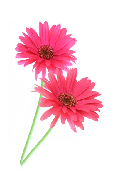 Gerbera rosa — Fotografia de Stock