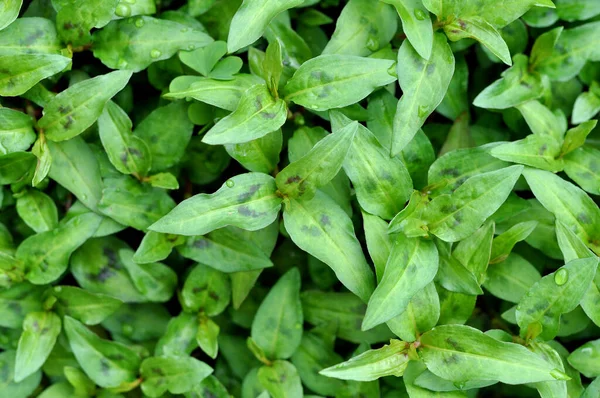 Árboles de menta — Foto de Stock