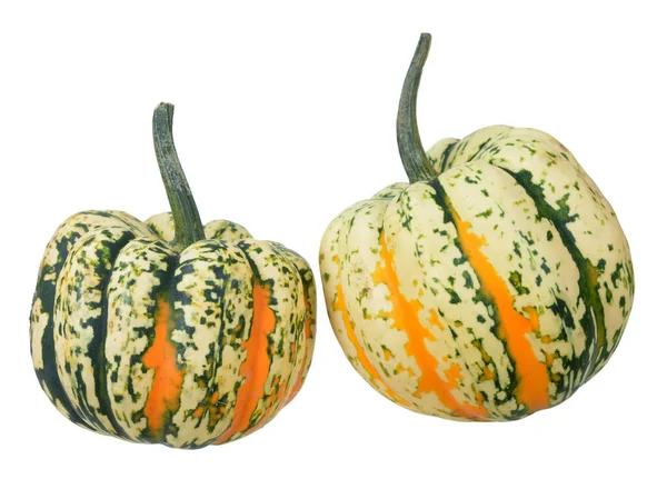 stock image mini pumpkins 