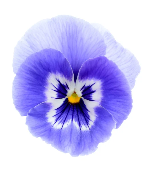Панси Пурпурна квітка — стокове фото
