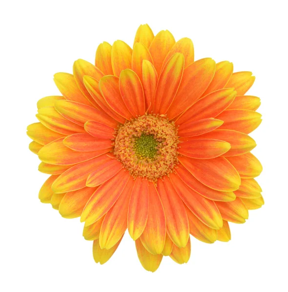 Laranja gerbera — Fotografia de Stock