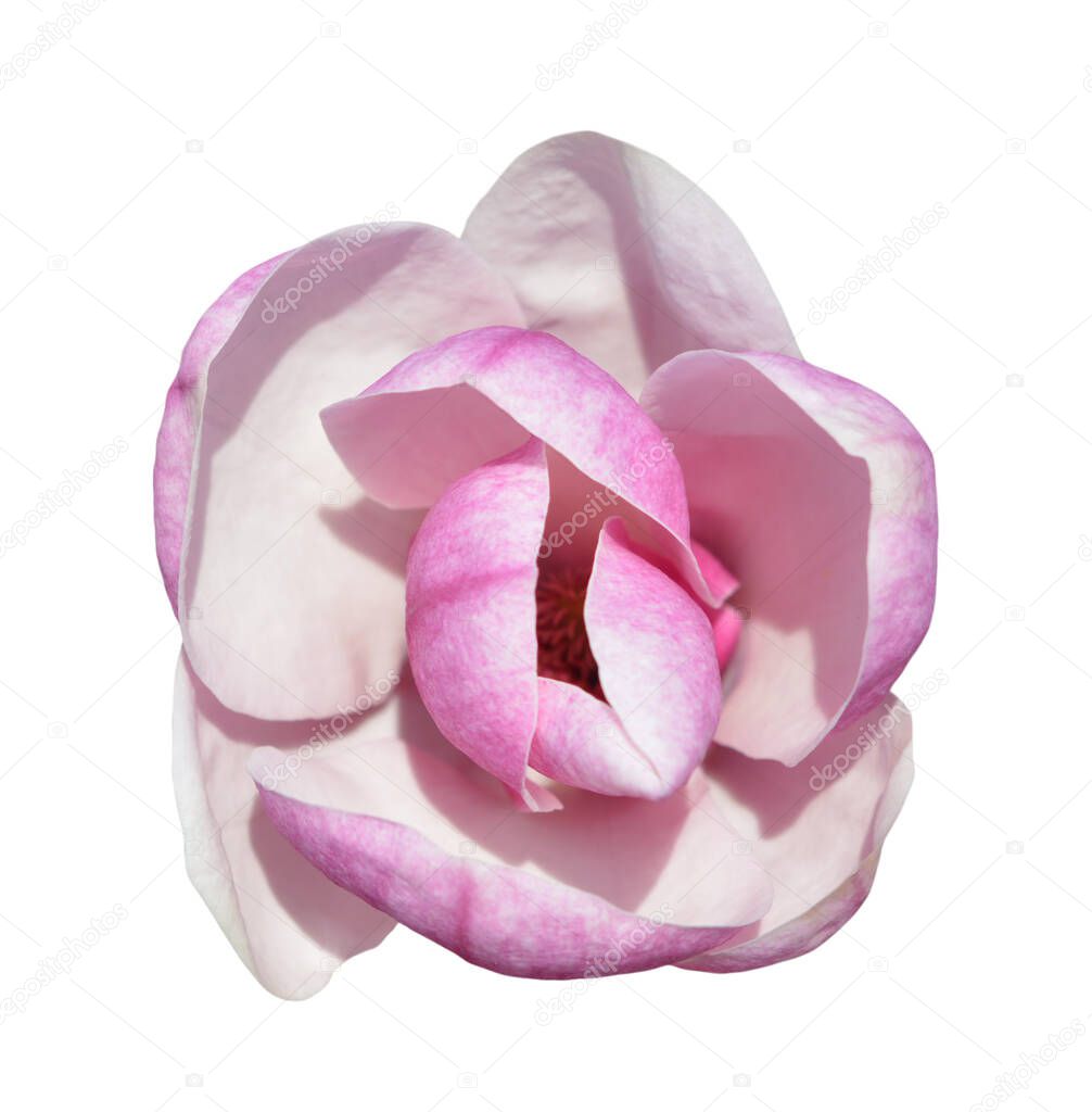  magnolia flower