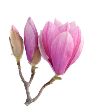 pembe Manolya çiçeği 