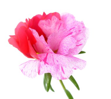 Portulaca grandiflora çiçek 